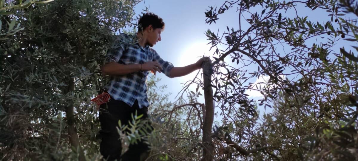 La ferme Hakoritna sous menace de destruction par l’armée israélienne