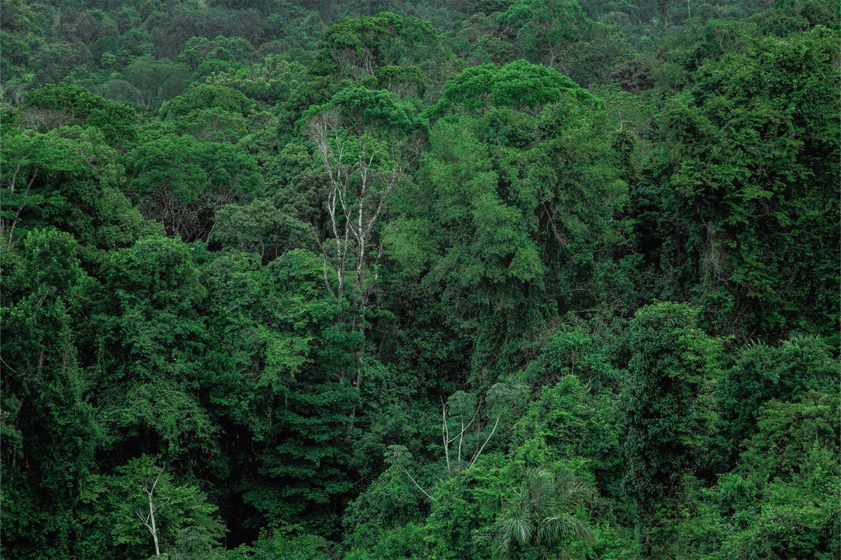 COP30 : la protection de la forêt bute sur l’insuffisance des moyens