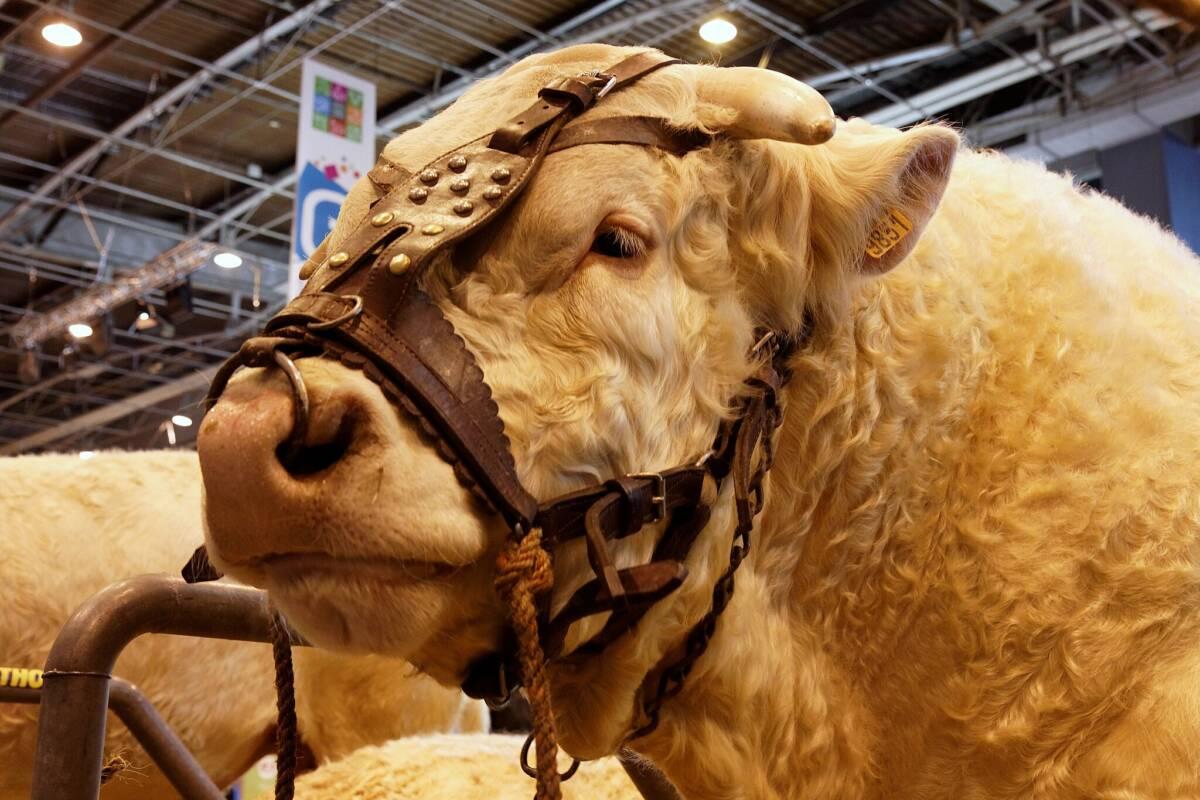 Les défilés s’enchainent au Salon de l’agriculture